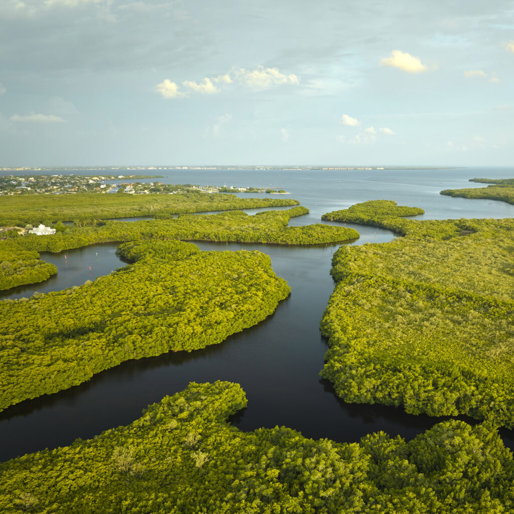 Aerial view of lush green mangroves and waterways, representing environmental responsibility and eco-friendly practices.