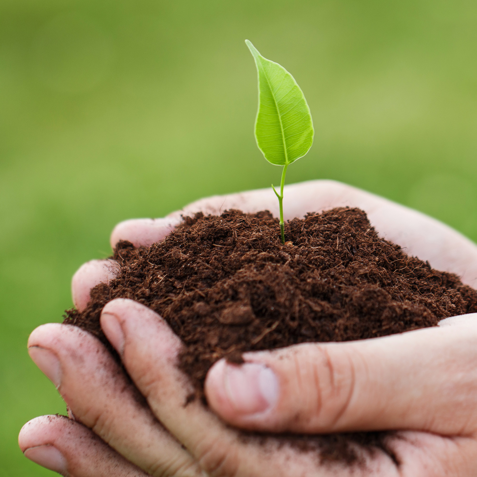 Hands holding soil with a small green plant sprouting